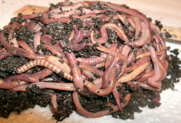 European Nightcrawler Fishing and Composting Worms - 2 Day Delivery Included