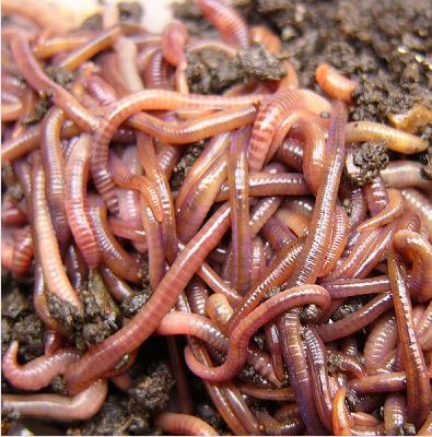 Red Wiggler Worms Starter Population - In store pick up only