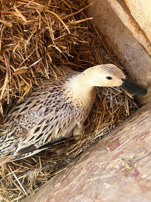 Brooding Ducks - Welsh Harlequin