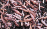 European Nightcrawler Fishing and Composting Worms - 2 Day Delivery Included