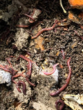 Red Wiggler Worms - Starter Population w/ 3 Day Shipping (Included)