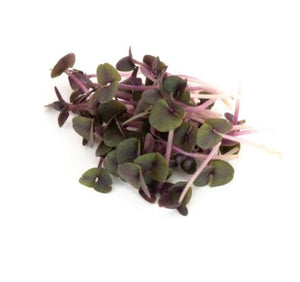 Purple Basil - Mumm's Sprouting Seeds - 100g