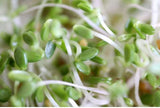 Mumm's Sprouting Seeds Red Clover